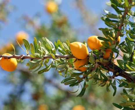 Arganier – Argantree – Argania spinosa