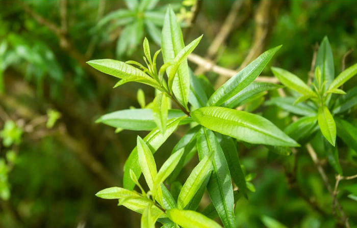 Verveine Quand La Cueillir