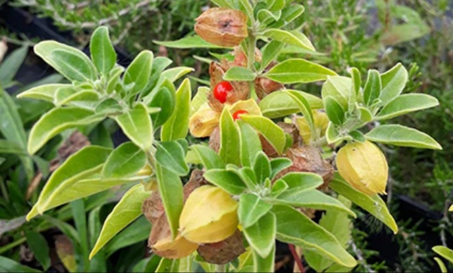 Ashwagandha - Withania somnifera