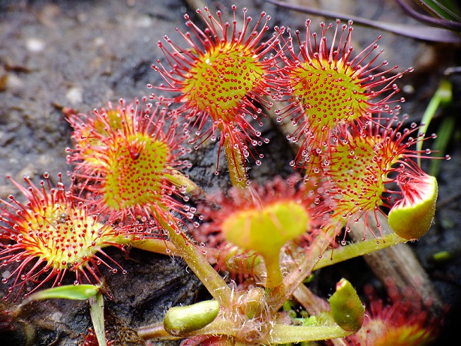 Drosera à feuilles rondes