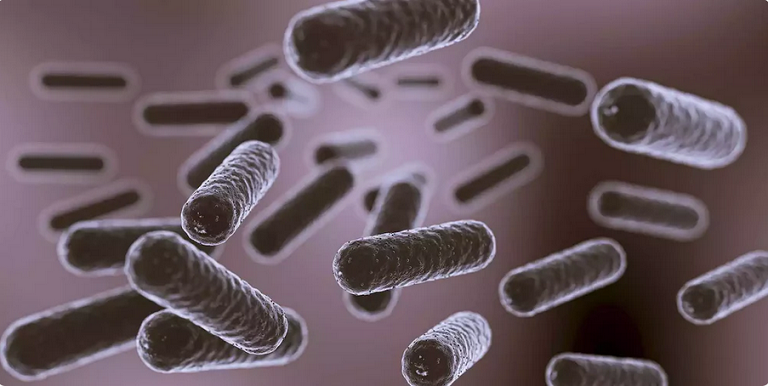 Microbiote et immunité